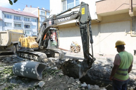 Bolu'nun meşhur ayısı çam ağacına tırmanırken görüntülendi