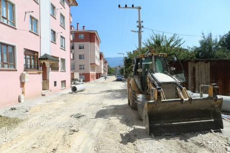 Bolu'nun meşhur ayısı çam ağacına tırmanırken görüntülendi