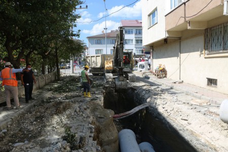 Bolu'nun meşhur ayısı çam ağacına tırmanırken görüntülendi