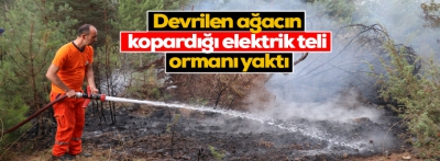 Bolu’da devrilen ağacın kopardığı elektrik teli ormanı yaktı