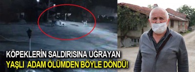 Köpeklerin saldırısına uğrayan yaşlı adam ölümden döndü!