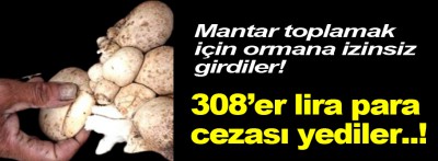 Mantar toplamak için ormana izinsiz giren 2 kişiye para cezası!