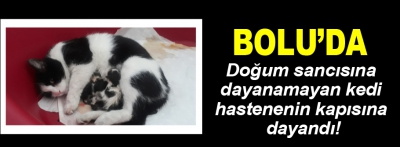 Doğum sancısına dayanamayan kedi hastanenin kapısına dayandı!