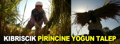 Kıbrıscık pirincine yoğun talep