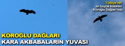 Türkiye'nin en büyük  kolonisi Köroğlu Dağları'nda