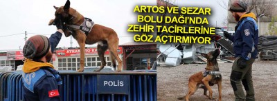 Hassas burunlar Bolu Dağı'nda zehir tacirlerine göz açtırmıyor 