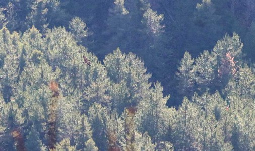 Bolulu olta balıkçıları Vali Kılıç'tan yardım istedi