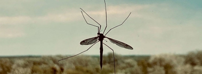 Kuraklıkla yazın beklenen tehlike bulaşıcı hastalık taşıyan sivrisinekler