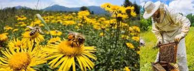 Arılar koronavirüsü tespit edebilir mi? İşte cevabı