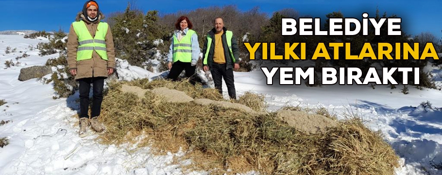 Bolu Belediyesi ekipleri yılkı atları için doğaya yem bıraktı