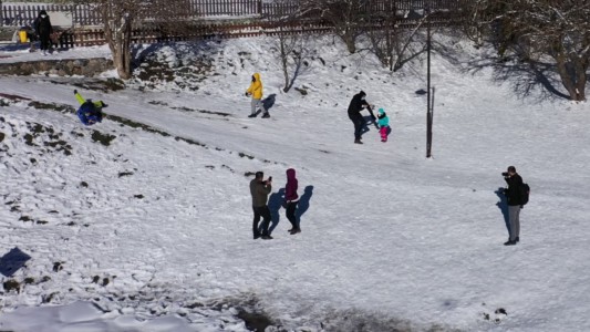 Bolu'nun meşhur ayısı çam ağacına tırmanırken görüntülendi