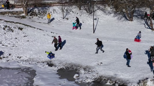 Bolu'nun meşhur ayısı çam ağacına tırmanırken görüntülendi