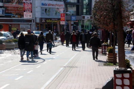 Bolu'nun meşhur ayısı çam ağacına tırmanırken görüntülendi