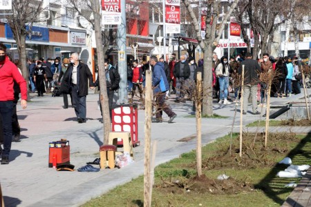 Bolu'nun meşhur ayısı çam ağacına tırmanırken görüntülendi