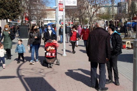 Bolu'nun meşhur ayısı çam ağacına tırmanırken görüntülendi