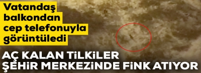 Tilkiler şehir merkezine indi