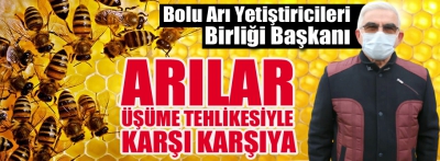 Arılar üşüme tehlikesiyle karşı karşıya