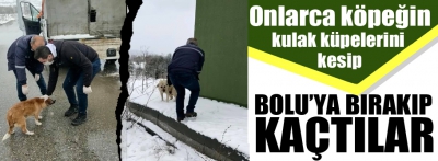 Sokak köpeklerinin kulak küpelerini kesip Bolu'ya bırakıyorlar