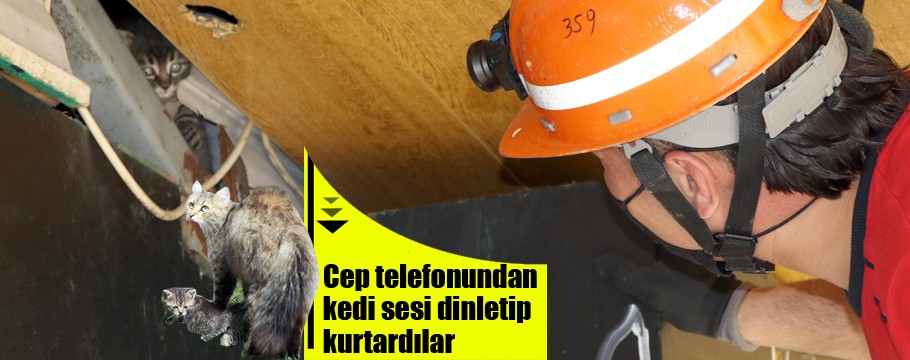 Kedileri telefondan kedi sesi dinleterek kurtardılar