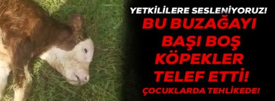 BAŞIBOŞ KÖPEKLER BUZAĞAYI TELEF ETTİ!