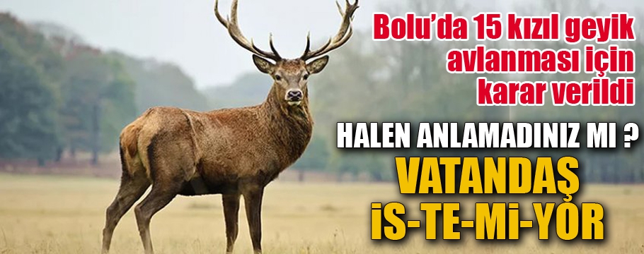 Bolu'da 15 kızıl geyik ihaleye çıktı