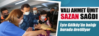 Vali Ahmet Ümit, sazan balığı sağımı yaptı