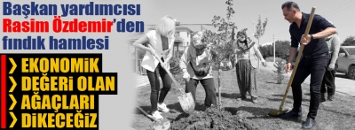 Bolu'da fındığı geliyor