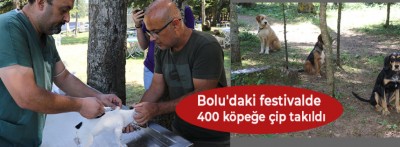 Bolu'daki festivalde 400 köpeğe çip takıldı