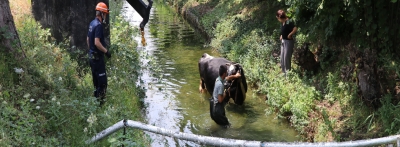 Sulama kanalına düşen ineği itfaiye kurtardı