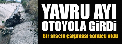 Bolu'da aracın çarptığı ayı yavrusu öldü