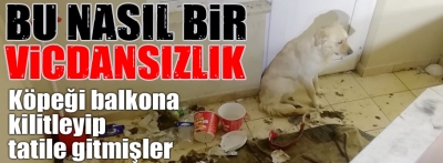 Balkonda aç ve susuz kalan köpek tedavi altına alındı