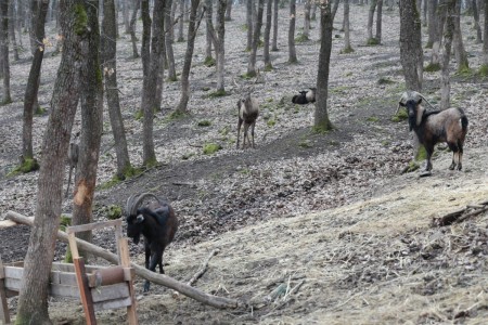 Oteli doğal yaşam parkına çevirdi