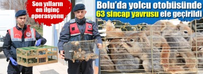 Bolu'da yolcu otobüsünde 63 sincap yavrusu ele geçirildi