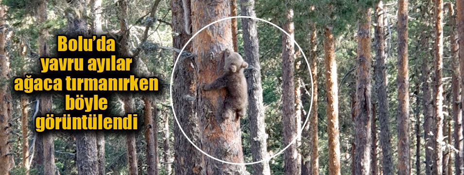 Yavru ayıların ağaca tırmanmaya çalışması kameraya yansıdı