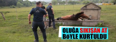 Bolu'da su oluğuna sıkışan yılkı atı kurtuldu