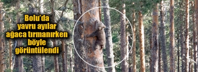 Yavru ayıların ağaca tırmanmaya çalışması kameraya yansıdı