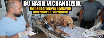 Bolu'da köpeğini aracına bağlayarak metrelerce sürükleyen kişiye para cezası