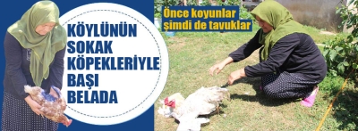 Yumrukaya köylülerinin başı sokak köpekleriyle dertte