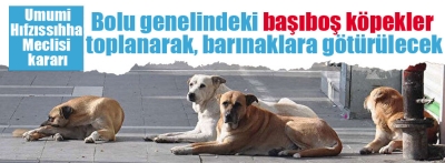 Başıboş köpekler toplanacak