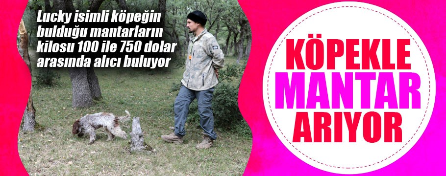 Köpeğiyle mantar avlıyor