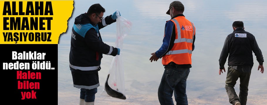 Gölköy Barajı'nda kıyıya vuran ölü balıklar toplanıyor