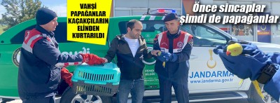 Yolcu otobüsünde 9 yeşil papağan ele geçirildi