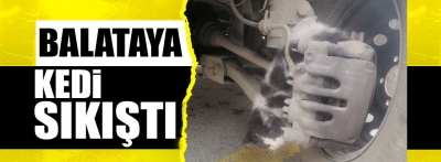 Otomobil tekeri ile balata arasına sıkışan kedi yaralandı