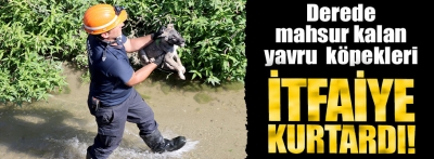 Bolu'da derede mahsur kalan 3 köpek yavrusu kurtarıldı