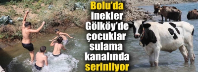 Bolu'da inekler gölköy'de çocuklar sulama kanallarında serinliyor