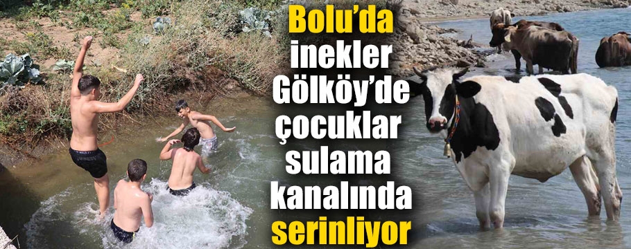 Bolu'da inekler gölköy'de çocuklar sulama kanallarında serinliyor