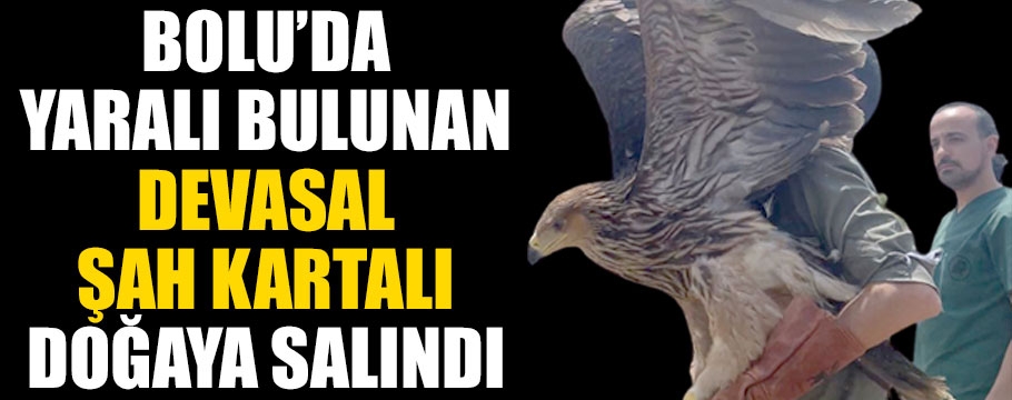 Bolu'da yaralı bulunan dev şah kartalının görüntüleri