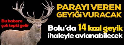 Bolu'da 14 kızıl geyik ihaleyle avlanacak