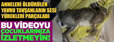 Bolu'da anneleri vurulan yavru tavşanların sesleri yürekleri parçaladı