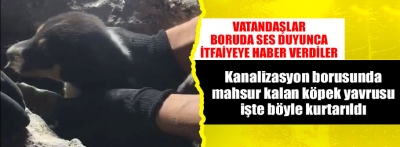 Bolu'da kanalizasyon borusunda mahsur kalan köpek yavrusu kurtarıldı